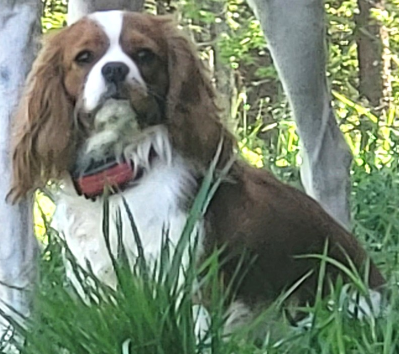 Custom Pet Design – Cartoon or Photo Style | Furever Friends Fashion